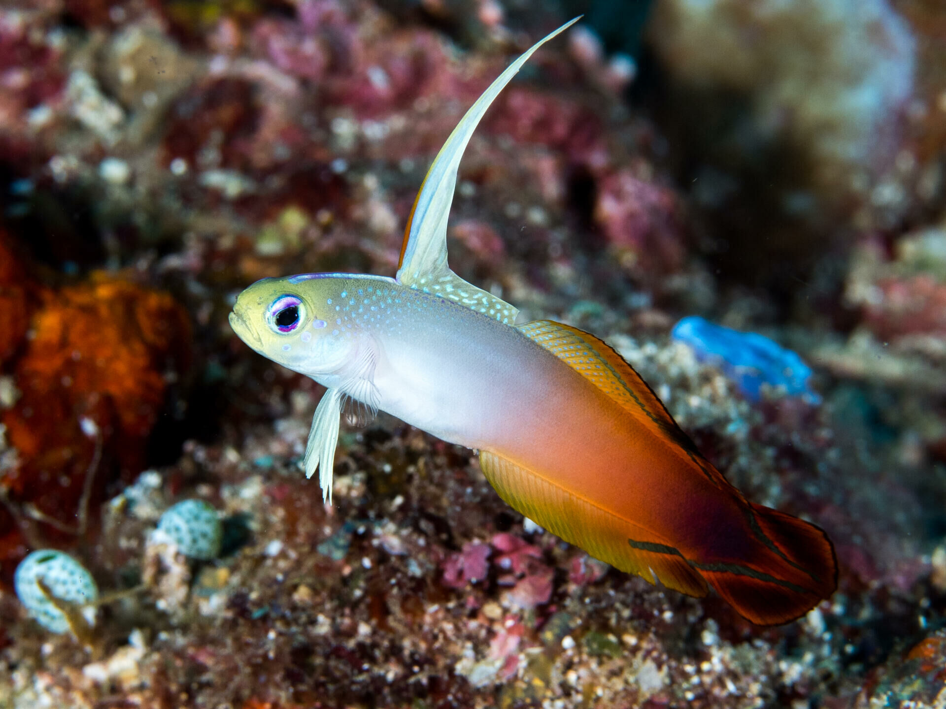 Imagem do Goby Firefish